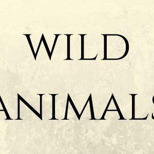 Flash card WILD ANIMALS