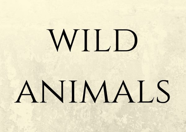 Flash card WILD ANIMALS